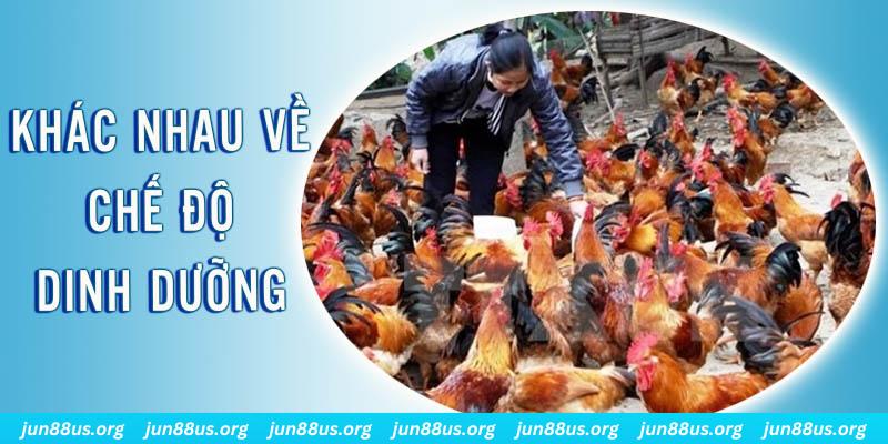 tg88 Đại Chiến Đỏ Đen