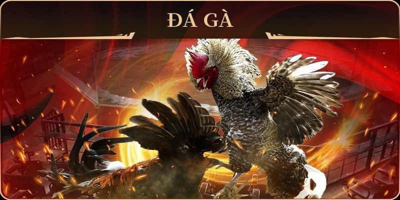 tg88 đá gà trực tiếp campuchia
