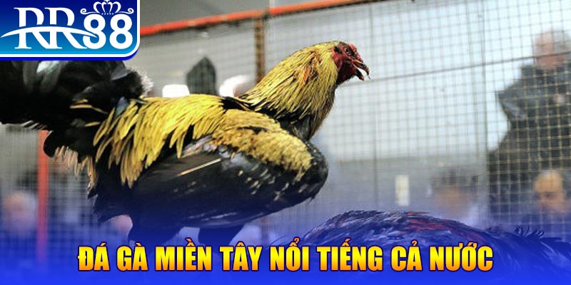 tg88 đá gà 88